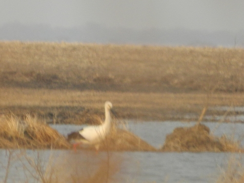 Oriental Stork
