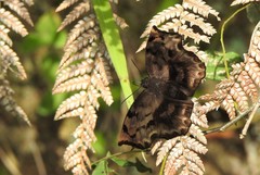 Achlyodes busirus rioja