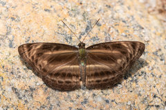 Neptis harita