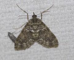 Polyclysta hypogrammata