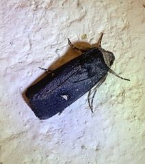 Proteuxoa cinereicollis