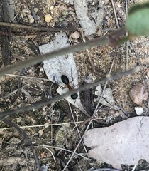 Camponotus nigriceps