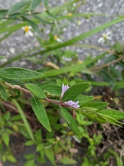 Daphne genkwa