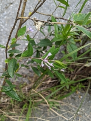 Daphne genkwa