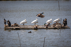 Anas platyrhynchos platyrhynchos