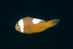 Amphiprion polymnus