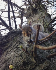 Sciurus carolinensis