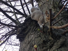 Sciurus carolinensis