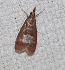 Syntonarcha vulnerata