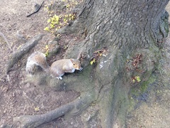 Sciurus carolinensis