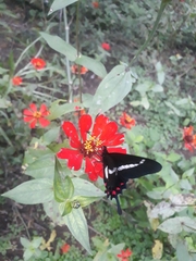 Parides agavus