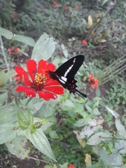 Parides agavus