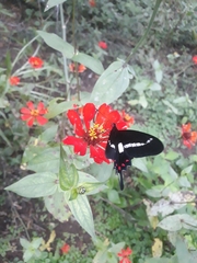 Parides agavus