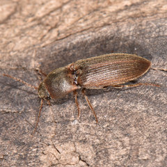 Agriotes mancus