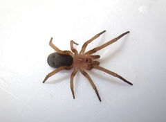 Filistata insidiatrix