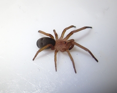 Filistata insidiatrix