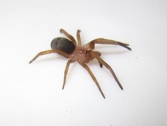 Filistata insidiatrix