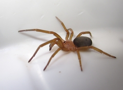 Filistata insidiatrix