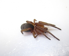 Filistata insidiatrix