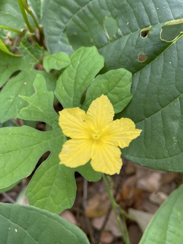 Momordica charantia image