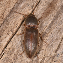 Agriotes mancus