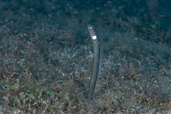 Black Garden Eel photo 4