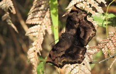 Achlyodes busirus rioja