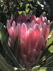 Protea compacta × susannae