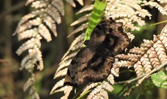 Achlyodes busirus rioja