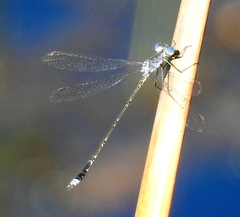 Lestes tridens