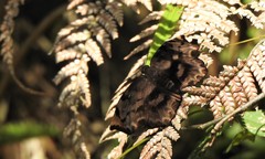 Achlyodes busirus rioja