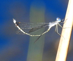 Lestes tridens