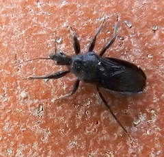 Coranus carbonarius