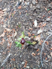 Ophrys sphegodes provincialis