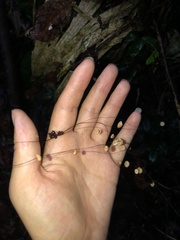 Marasmius crinis-equi