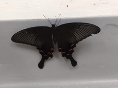 Papilio bianor