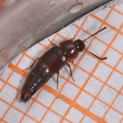 Tachinus corticinus