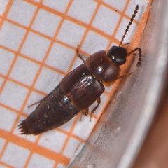 Tachinus corticinus