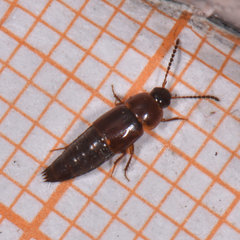 Tachinus corticinus