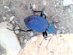 Carabus scabrosus