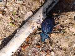 Carabus scabrosus