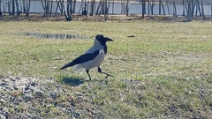 Corvus cornix