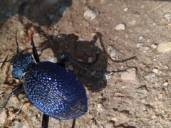 Carabus scabrosus