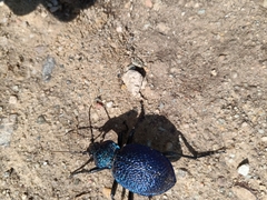 Carabus scabrosus