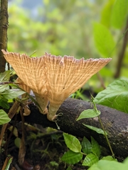 Cymatoderma caperatum