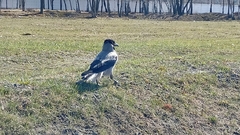 Corvus cornix