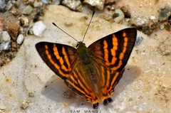 Dodona adonira
