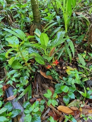 Aglaonema