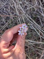 Oxalis dentata