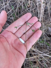 Oxalis dentata